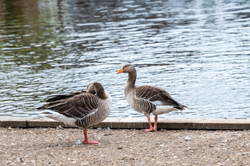 A wild greylag goose (Anser Anser) on the bank of the River Bure in the village of Wroxham in the heart of the Norfolk Broads