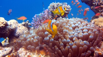 Fototapeta na wymiar clown fish