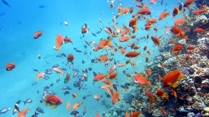Fototapeta na wymiar lots of goldfish