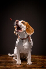 beagle puppy sitting on the floor