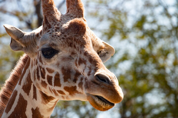 portrait of a giraffe
