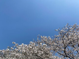 tree blossom