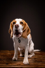 Beagle in the studio-1 funny face, dark background