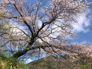 tree blossom