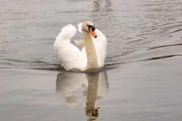 Naklejka premium A lone mute swan (Cygnus Olor) swimming on the River Bure in the village of Hoveton and Wroxham in the heart of the Norfolk Broads