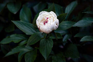 White peony single flower on a branch