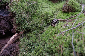 Cone laying on moss
