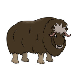 Brown vector outline cartoon hand drawn male Muskox. Doodle isolated illustration on white background, Side view of a standing Ovibos moschatus animal.