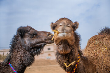 Camel eating grass in Merzouga desert