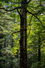 A veces es difícil distinguir el tronco y las ramas de una sola haya entre el inmenso bosque de las zonas bajas del Parque Nacional de Ordesa, en España