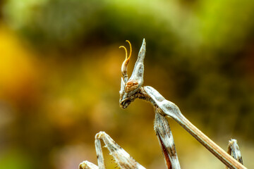 Close up of pair of Beautiful European mantis ( Mantis religiosa )