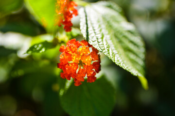 Flor de color naranja y rojo con hojas verdes desenfocadas de fondo.