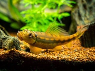 Macro close up of a Chinese Algae Eater (Gyrinocheilus aymonieri) in fish tank with blurred background