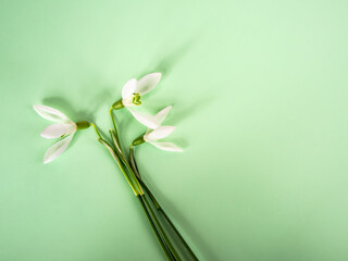 Beautiful fresh snowdrops flowers spring on bright green background