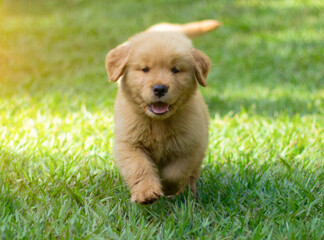 golden retriever puppy on grass