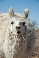 Fototapeta premium close up of a white alpaca