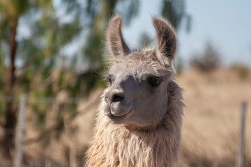 Fototapeta premium close up of a llama