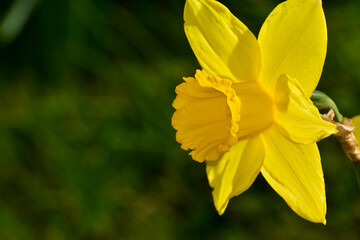 Closeup of a yellow daffodil flower