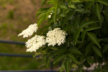 Elder flower  and buds of an Elder tree(Sambuca nigra)next to blue iron fence