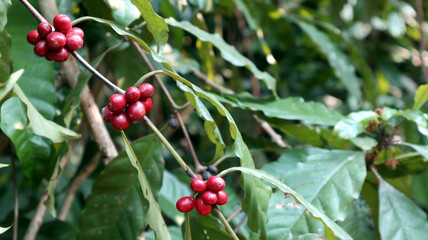 Three clusters of red ripe coffee beans in a coffee plantation