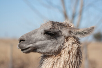 Fototapeta premium close up of a llama
