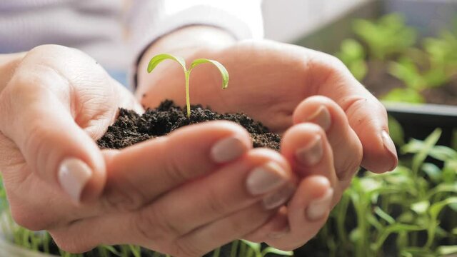 Plant growth. Close up hands holding sapling of young green plant. Earth day spring holiday. Female hand plants young green plant in earth. Concept nature conservation. Ecology protection. Save planet