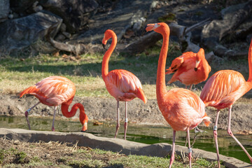 Fototapeta premium A group of flamingos in a zoo.