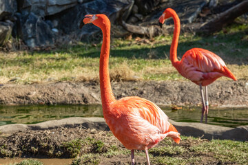 Flamingos by water in a zoo.