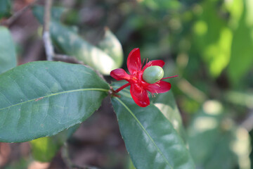 Close up of a bloomed red flower with two leaves and a green young seed emerging from the flower