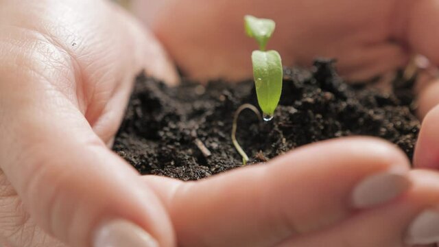 Plant growth. Close up hands holding sapling of young green plant. Earth day spring holiday. Female hand plants young green plant in earth. Concept nature conservation. Ecology protection. Save planet