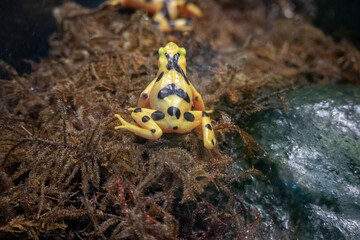A frog's behind in a zoo.