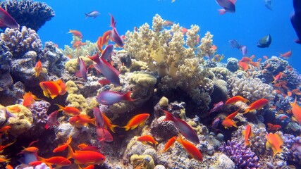 Fototapeta na wymiar coral reef with fish