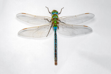 Extreme macro  shots, showing of eyes dragonfly detail. isolated on a white background.