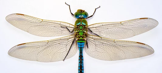 Foto auf Acrylglas Antireflex Extreme macro  shots, showing of eyes dragonfly detail. isolated on a white background. © blackdiamond67