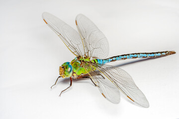 Extreme macro  shots, showing of eyes dragonfly detail. isolated on a white background. - obrazy, fototapety, plakaty