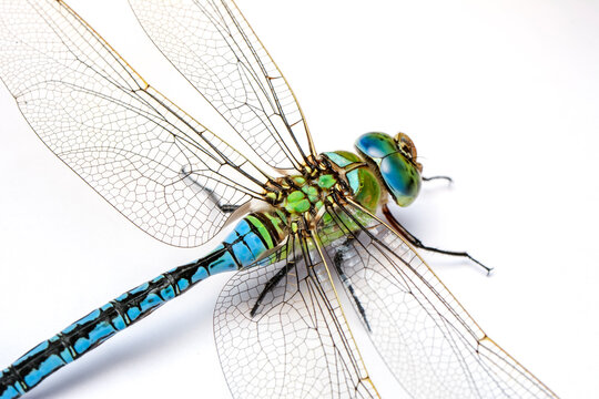 Extreme macro  shots, showing of eyes dragonfly detail. isolated on a white background.