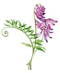 Watercolor hand drawn blooming branch of purple and pink common vetch isolated on the white background.