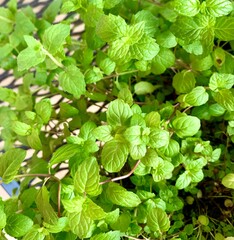 green leaves background