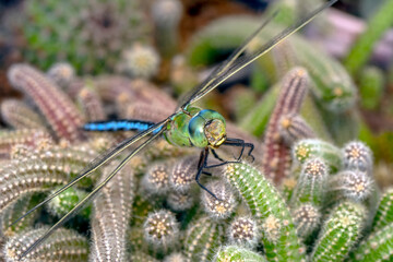 Extreme macro  shots, showing of eyes dragonfly detail. isolated on a white background.