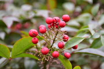 Linden Vibernum on a branch