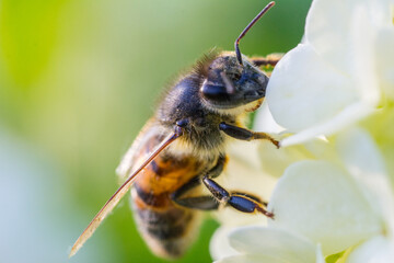 Bee on the white flower of snowball tree kalina closeup macro