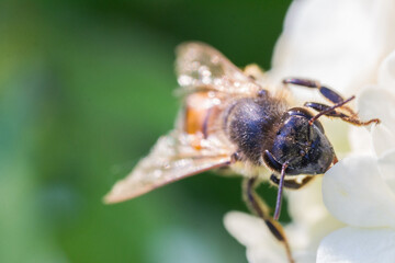 Bee on the white flower of snowball tree kalina closeup macro