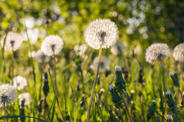 Obraz premium White dandelion on the green field sunny day closeup macro