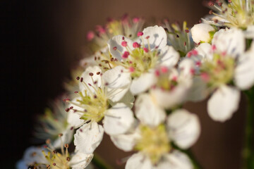 Blossom Flowering of Rowan Aronia Flower Macro closeup