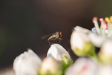 Blossom Flowering of Rowan Aronia Flower Macro closeup