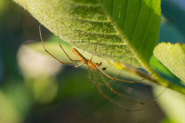 Yellow brown Spider with thin legs on the green leaf
