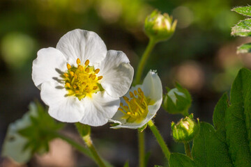 Strawberries white flowers with yellow pistils and stamens macro closeup photo