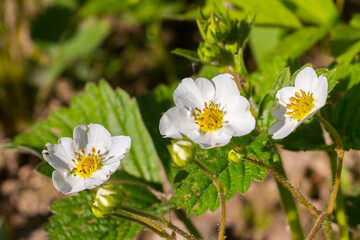 Strawberries white flowers with yellow pistils and stamens macro closeup photo