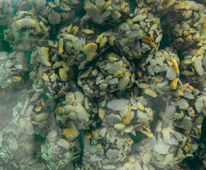 Turkish delight or lokum