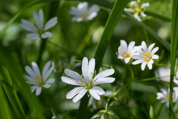 Cerastium wild small white flowers closeup macro